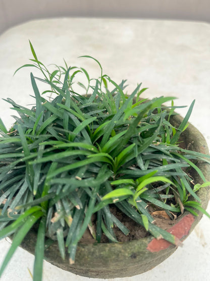 Black Grass Plant (Black Mondo Grass), photo 2