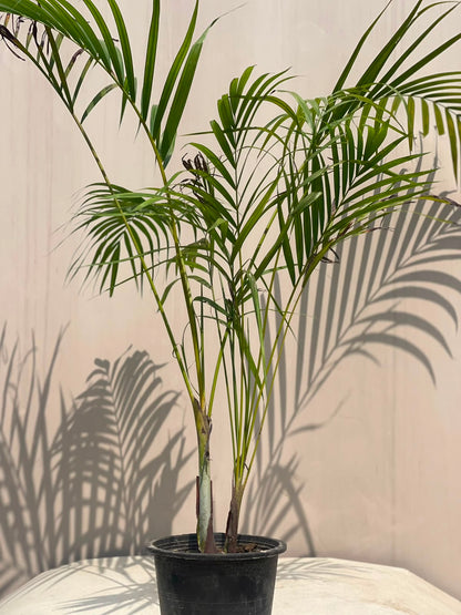 Deal 4 - Golden Palm Plant