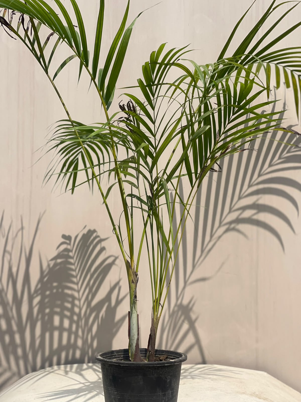 Deal 7 - Golden Palm Plant
