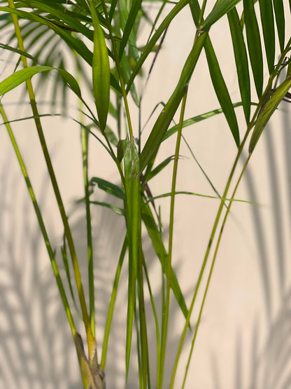 Golden Palm Plant (Ornamental Landscape Palm), photo 2