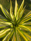 Furcraea Plant - Variegated Furcraea (Furcraea foetida)