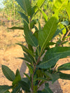 Pilkhan Tree - Ficus virens (White Fig Shade Tree)