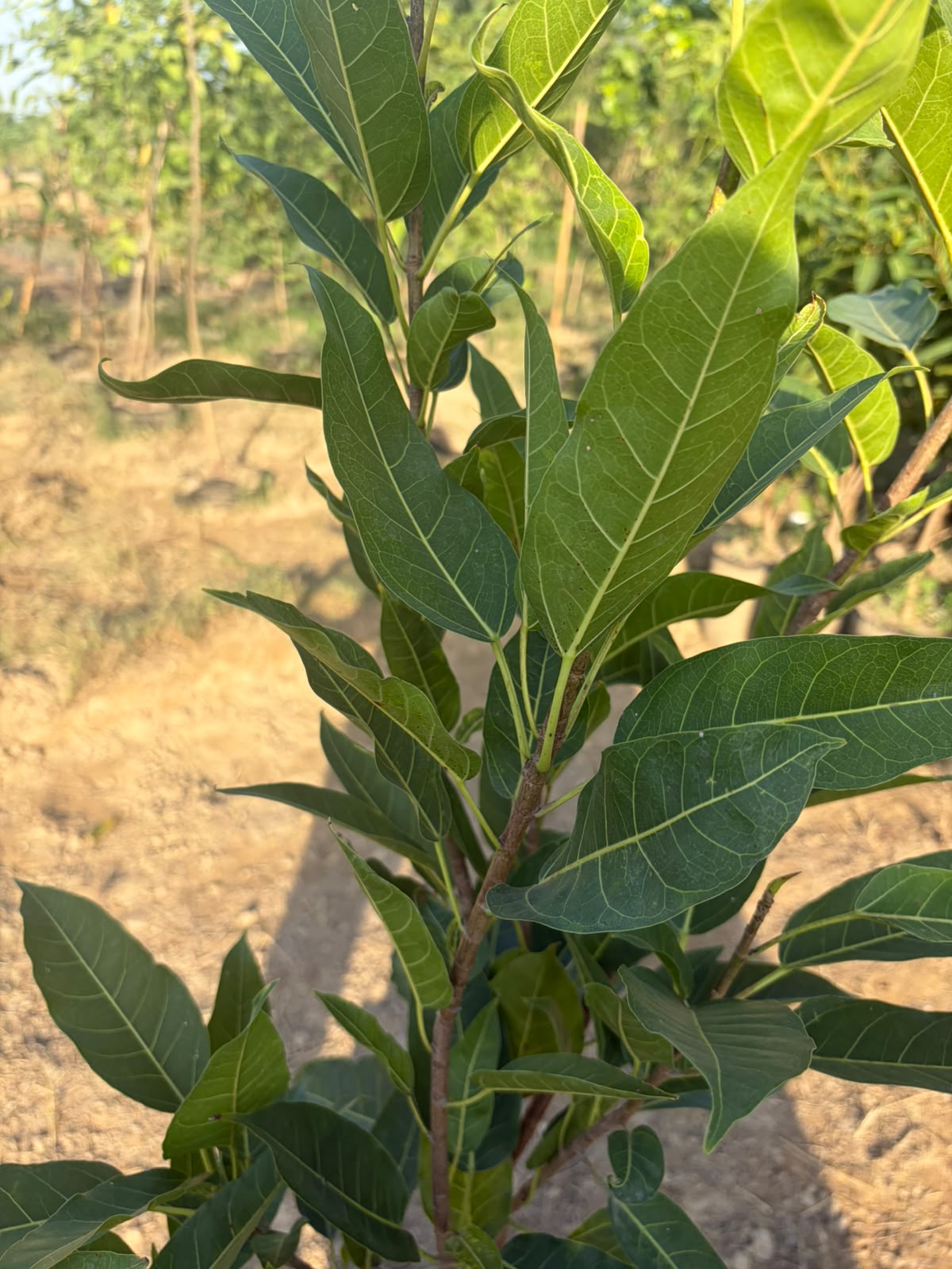 Pilkhan Tree - Ficus virens (White Fig Shade Tree)