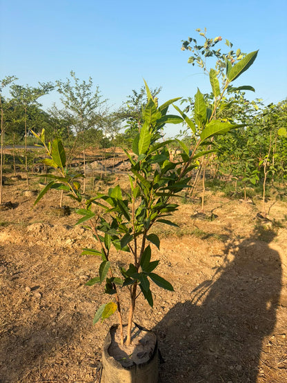 Pilkhan Tree - Ficus virens (White Fig Shade Tree)