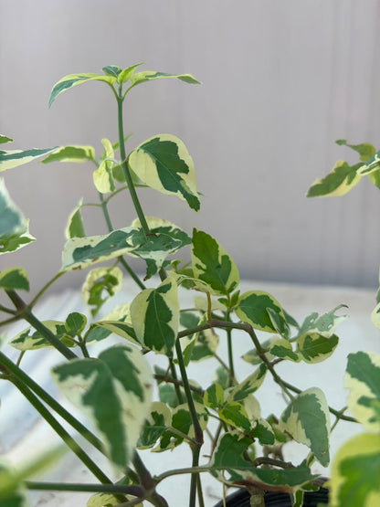 Ivy Bail - English Ivy Creeper (Hedera helix)