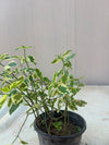 Ivy Bail - English Ivy Creeper (Hedera helix)