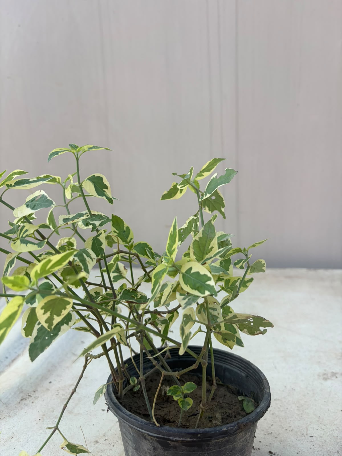 Ivy Bail - English Ivy Creeper (Hedera helix)