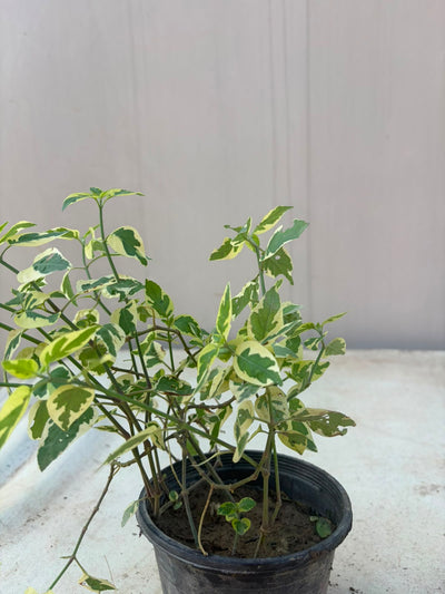 Ivy Bail - English Ivy Creeper (Hedera helix)