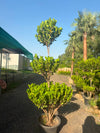 Panda Ficus 3-Step - Tiered Topiary Ficus (Ficus microcarpa)