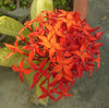 Lal Jhari Plant - red flowering shrub