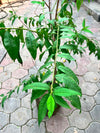 Aroo Plant - Peach Tree (Prunus persica)