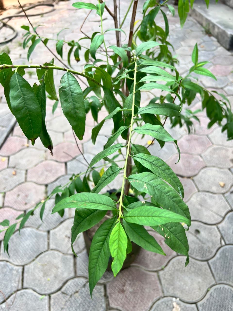 Aroo Plant - Peach Tree (Prunus persica)