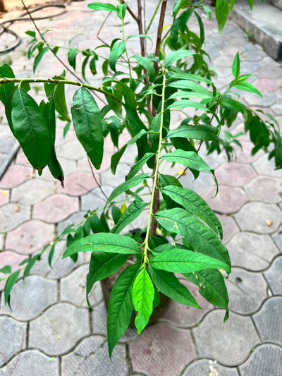 Aroo Plant - Peach Tree (Prunus persica)