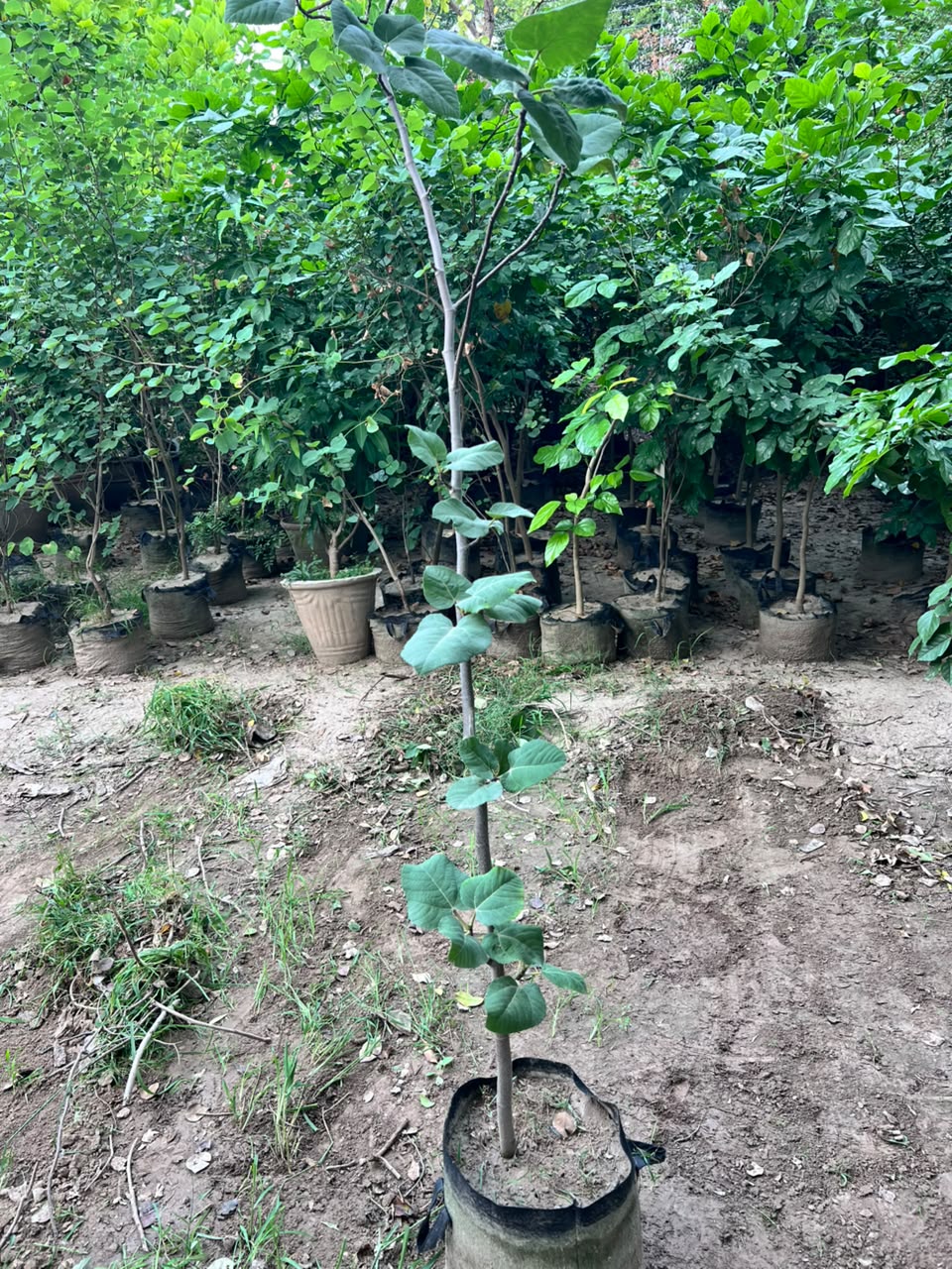 Anjeer Plant - Fig Tree (Ficus carica)