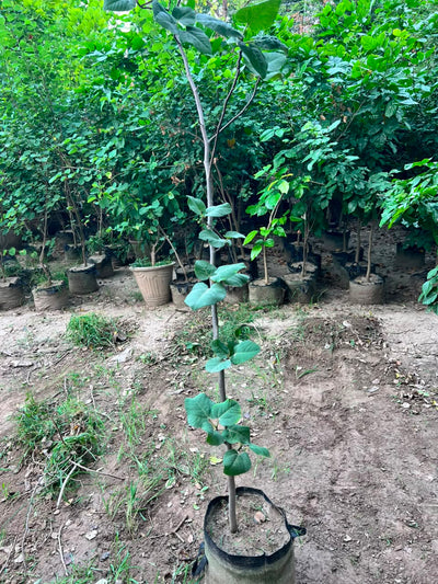 Anjeer Plant - Fig Tree (Ficus carica)