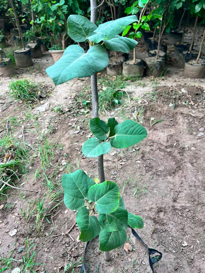 Anjeer Plant - Fig Tree (Ficus carica)