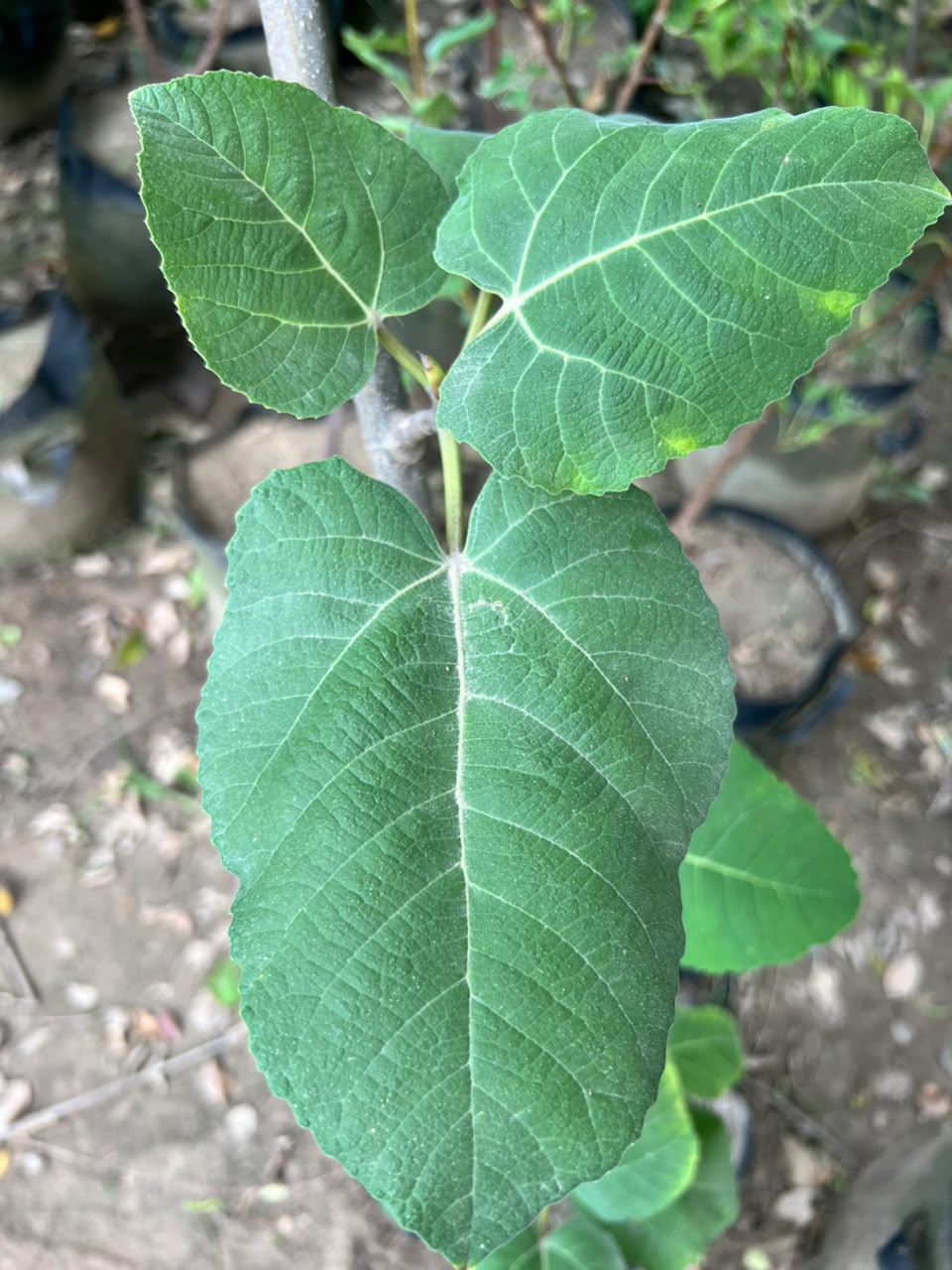Anjeer Plant - Fig Tree (Ficus carica)