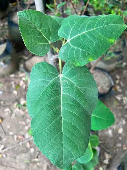Anjeer Plant - Fig Tree (Ficus carica)