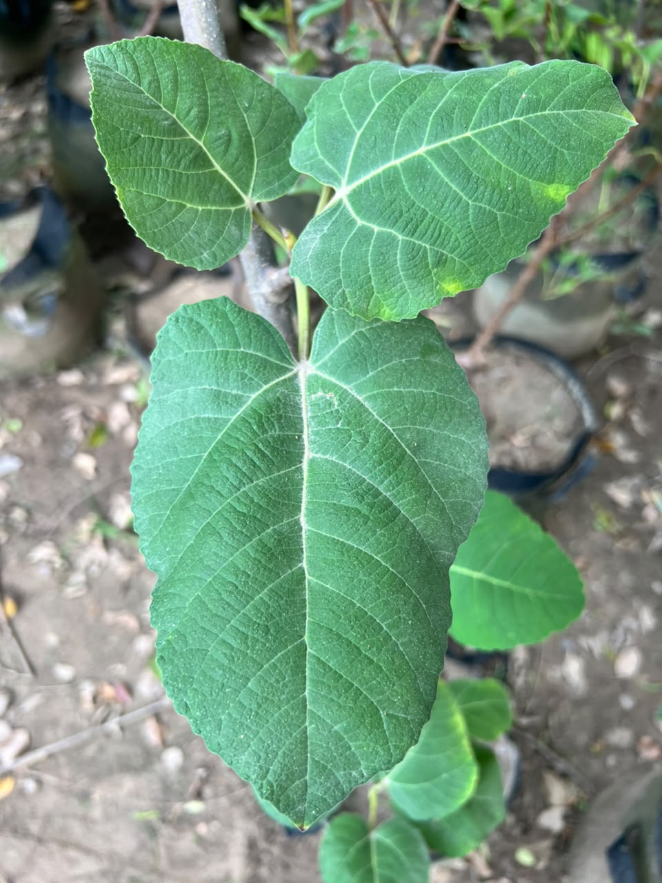 Anjeer Plant - Fig Tree (Ficus carica)