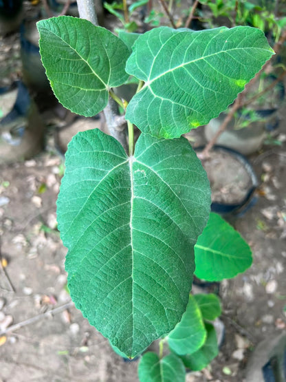 Anjeer Plant - Fig Tree (Ficus carica)