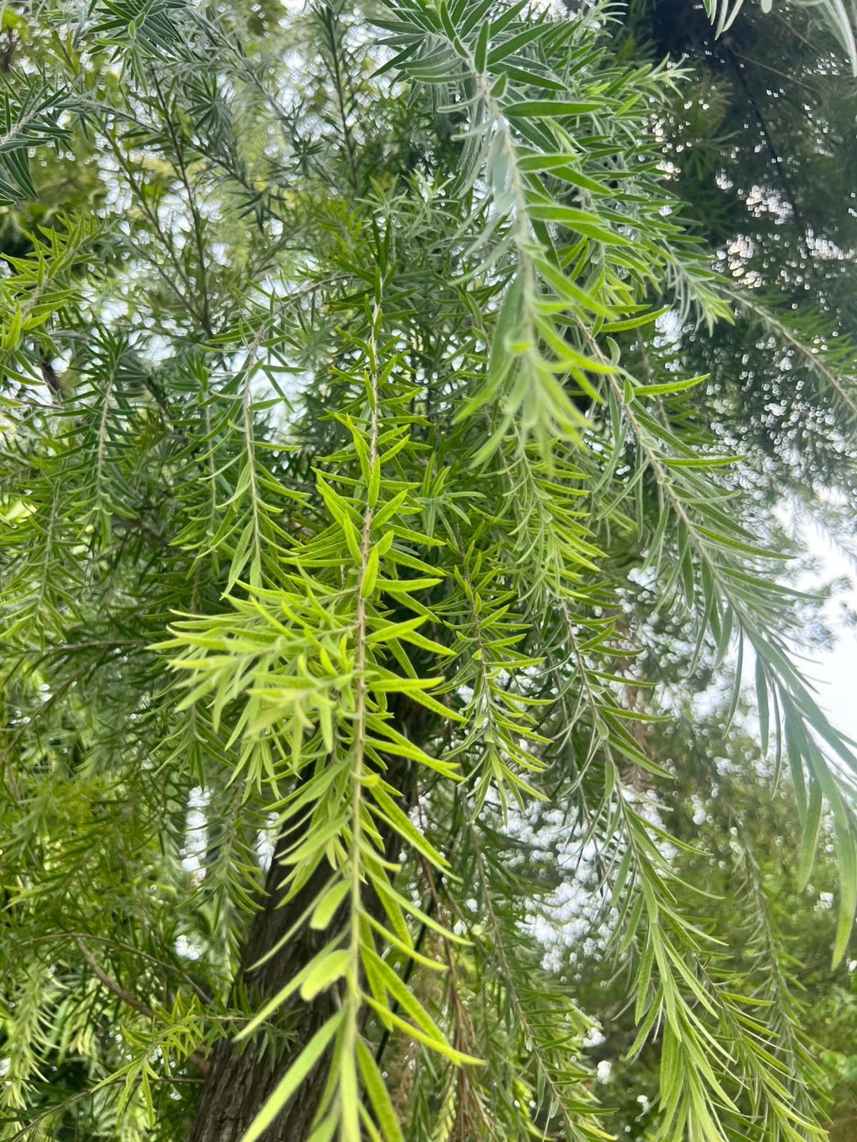 Bottle Brush Plant - Bottlebrush Tree (Callistemon citrinus)