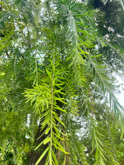 Bottle Brush Plant - Bottlebrush Tree (Callistemon citrinus)