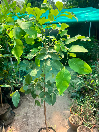 Amaltas Plant - Golden Shower Tree (Cassia fistula)