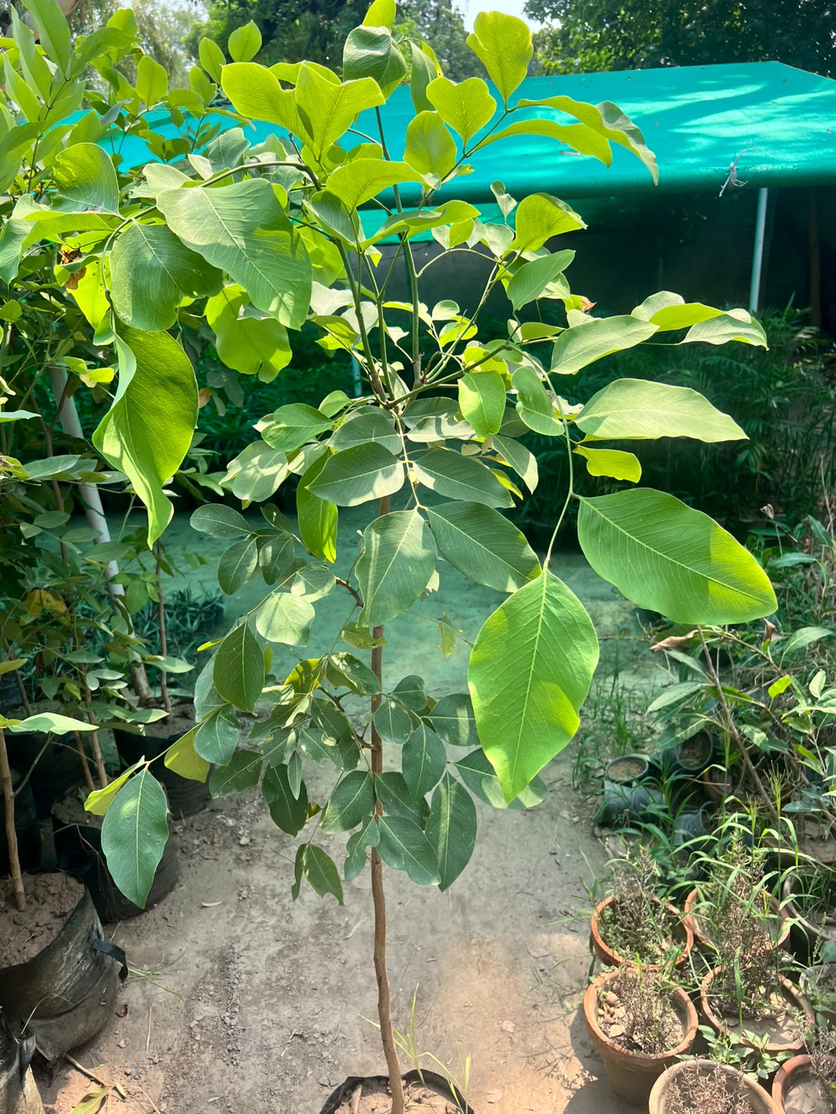 Deal 8 - Amaltas Plant