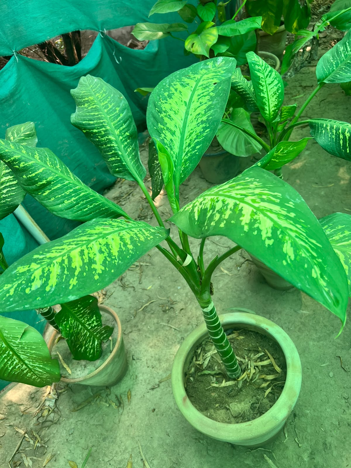 Dieffenbachia Plant (Dumb Cane)