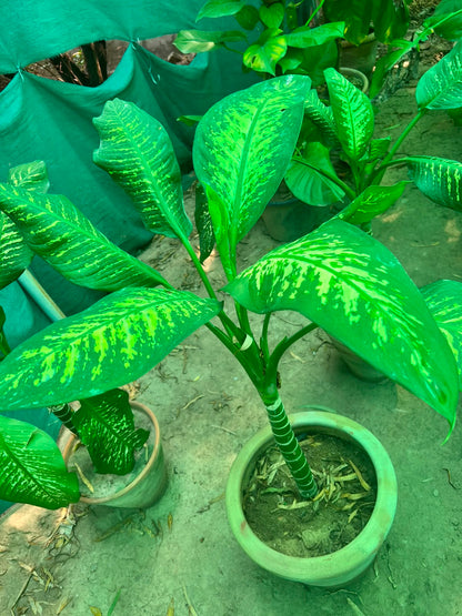 Dieffenbachia Plant (Dumb Cane)
