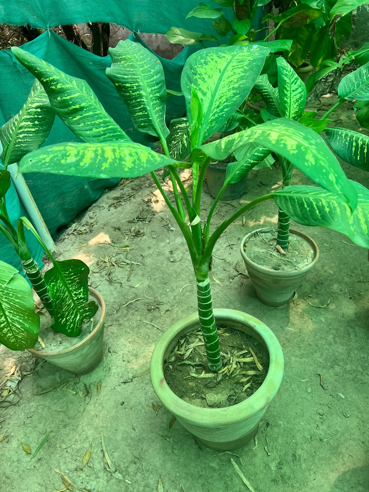 Dieffenbachia Plant (Dumb Cane)