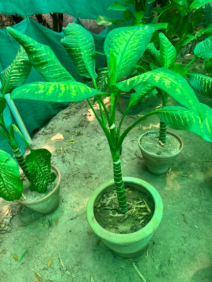 Dieffenbachia Plant (Dumb Cane)