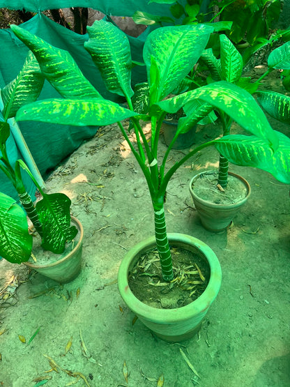 Dieffenbachia Plant (Dumb Cane)