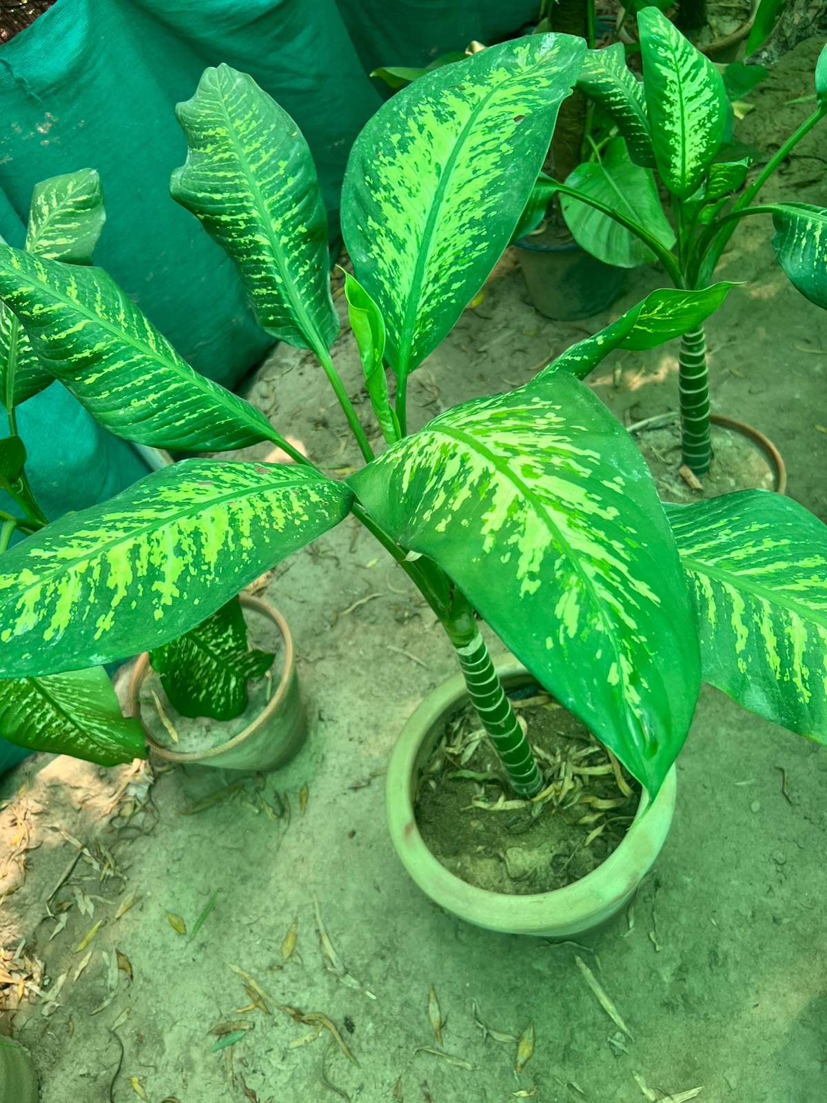 Dieffenbachia Plant (Dumb Cane)
