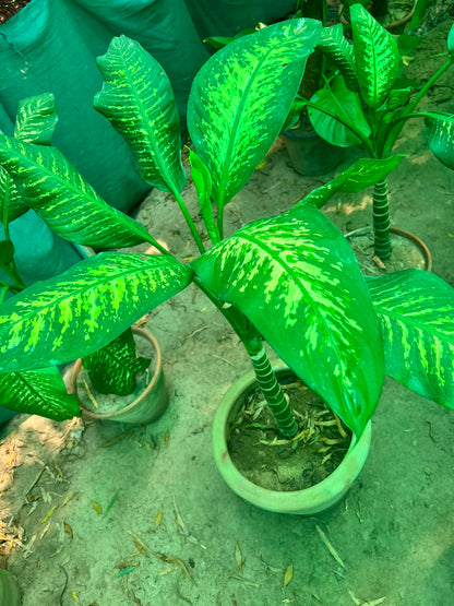 Dieffenbachia Plant (Dumb Cane)