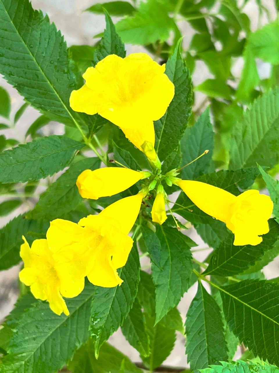 Takoma Plant - Yellow Bells (Tecoma stans)