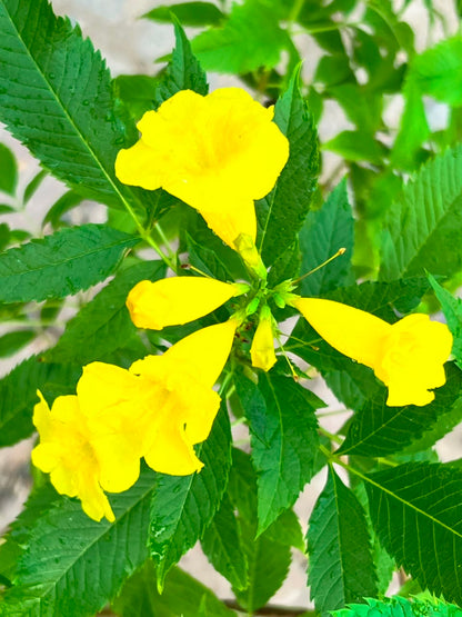 Takoma Plant - Yellow Bells (Tecoma stans)