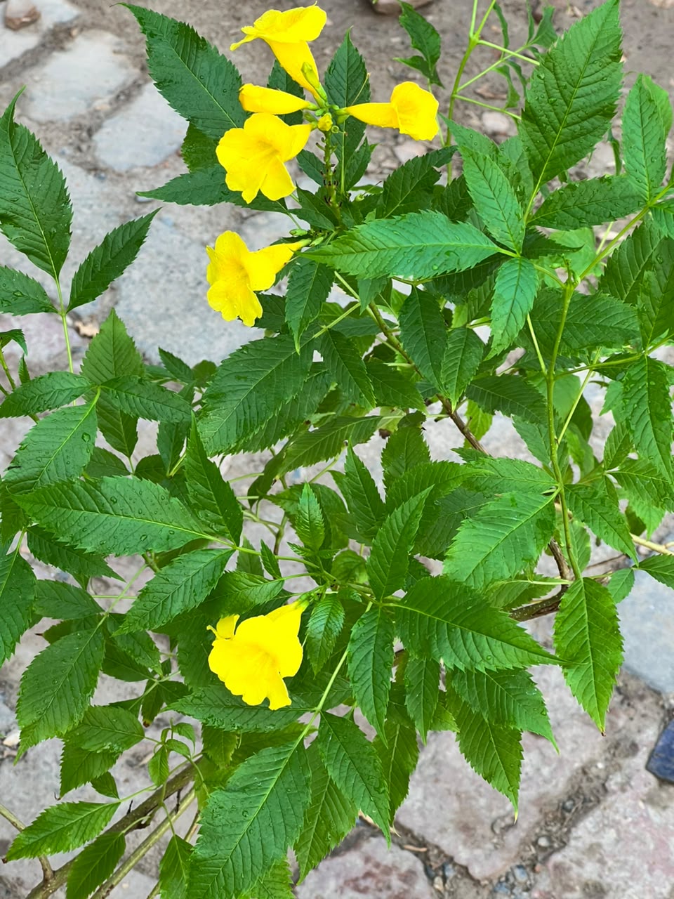 Takoma Plant - Yellow Bells (Tecoma stans)