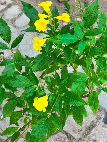 Takoma Plant - Yellow Bells (Tecoma stans)