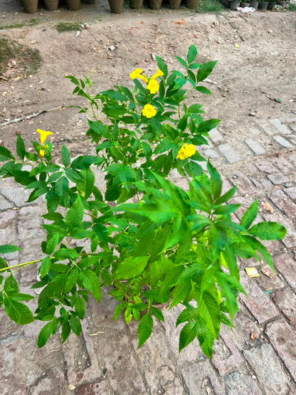 Takoma Plant - Yellow Bells (Tecoma stans)