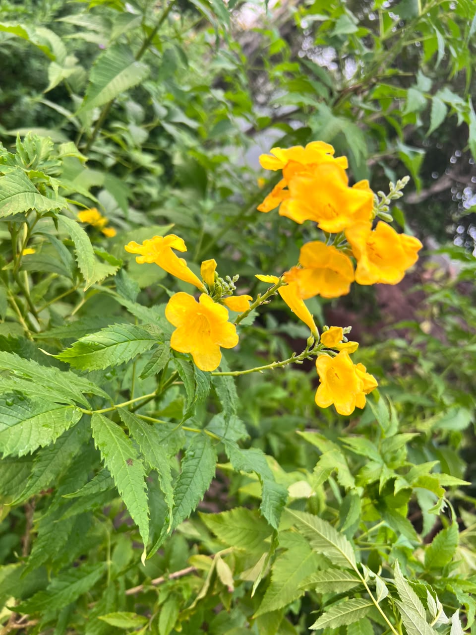 Takoma Plant - Yellow Bells (Tecoma stans)