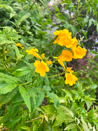 Takoma Plant - Yellow Bells (Tecoma stans)