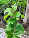 Amrood Plant - Guava Tree (Psidium guajava)