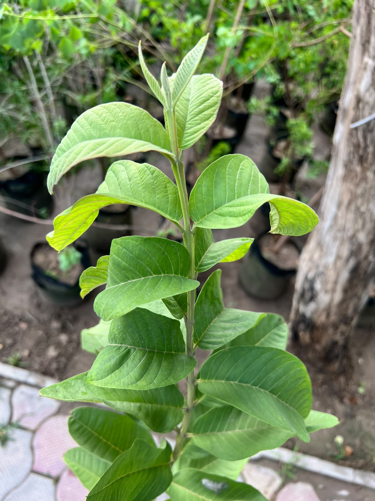 Amrood Plant - Guava Tree (Psidium guajava)