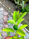 China Lemon Plant - Chinese Lemon (Citrus limon)