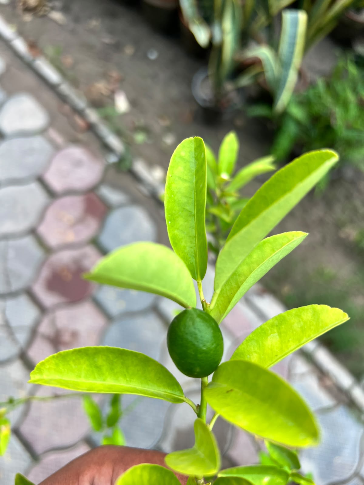 Deal 19 - Ficus & Flowering Mix Bundle