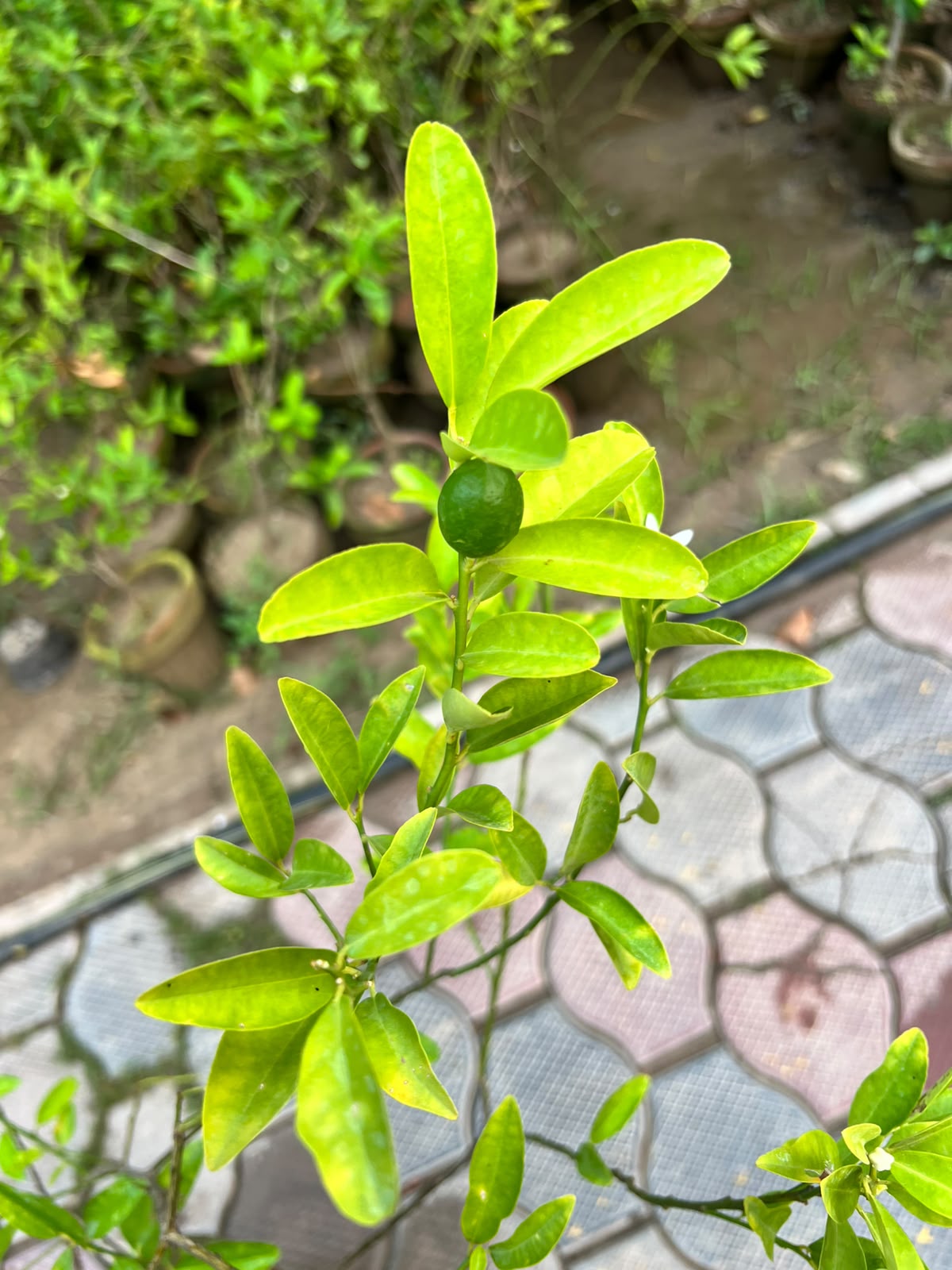 China Lemon Plant - Chinese Lemon (Citrus limon)