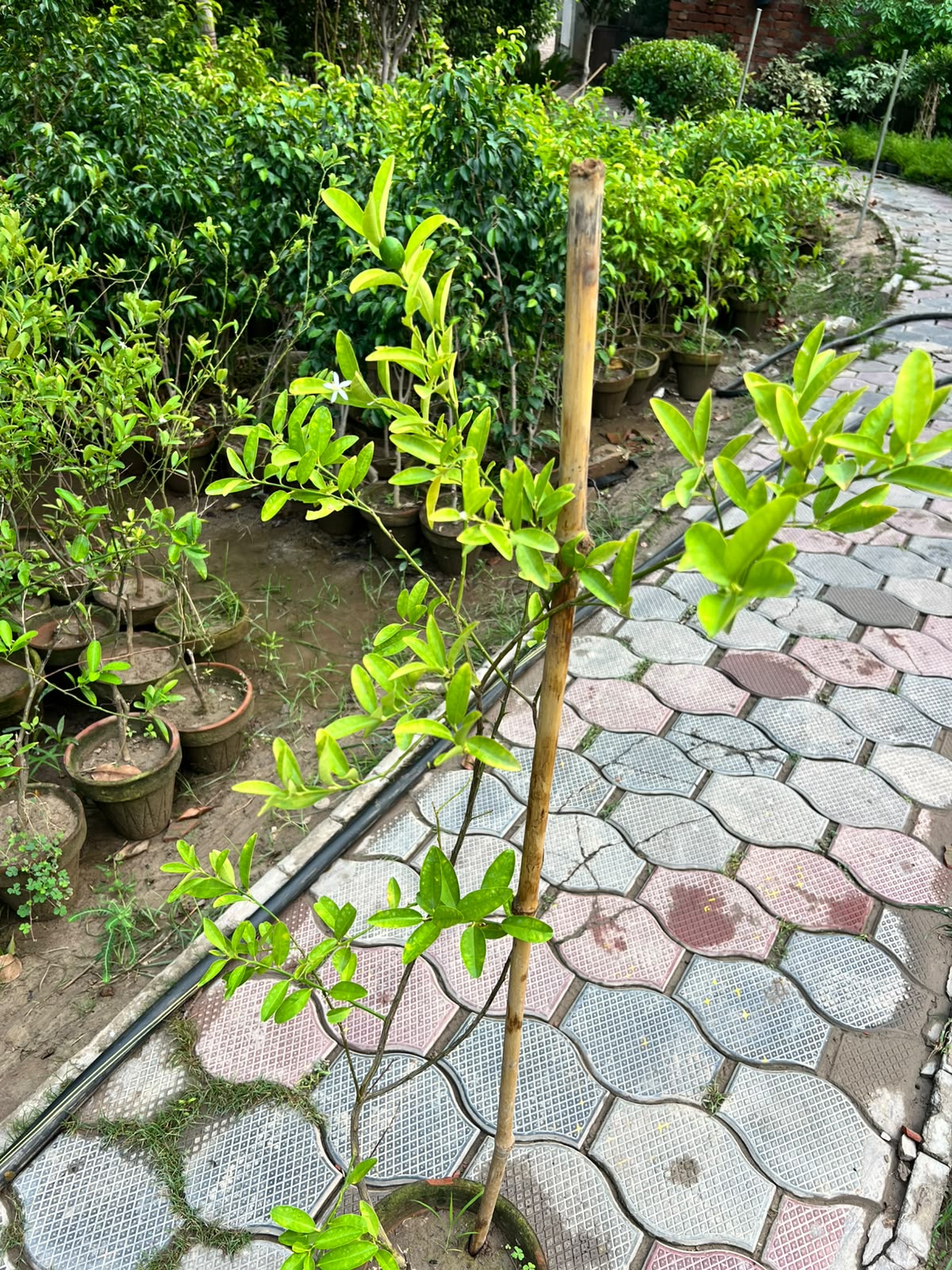 China Lemon Plant - Chinese Lemon (Citrus limon)