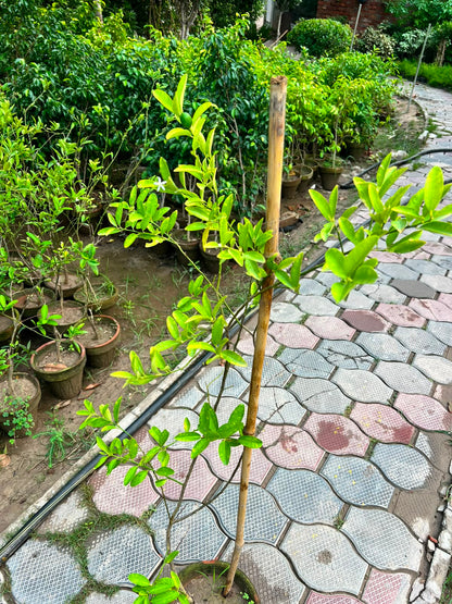 China Lemon Plant - Chinese Lemon (Citrus limon)