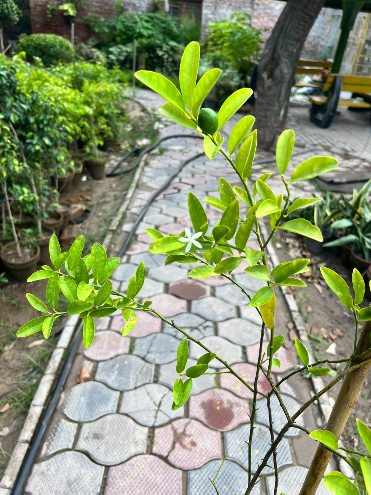 China Lemon Plant - Chinese Lemon (Citrus limon)